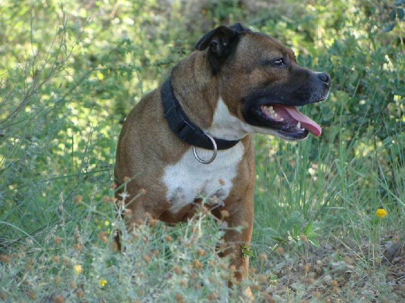 Heir of budstaff De karysha