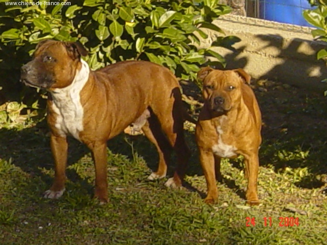 Budstaff
