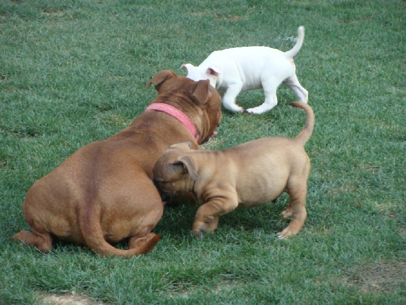 Budstaff - Staffordshire Bull Terrier - Portée née le 22/06/2015
